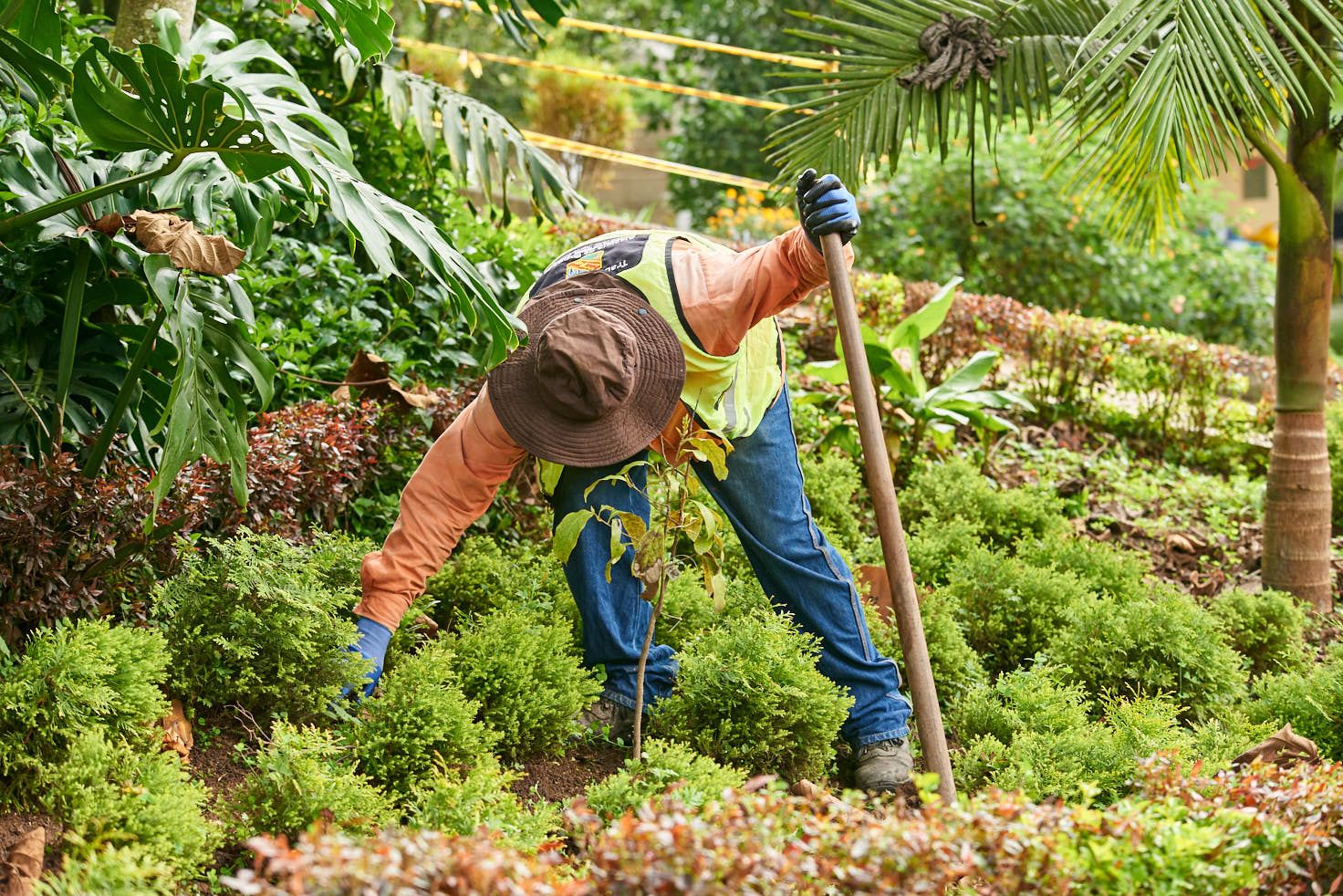 Silvicultura-urbana-en-Envigado
